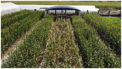 Different responses of abundant and rare bacterial composition to groundwater depth and reduced nitrogen application in summer maize field